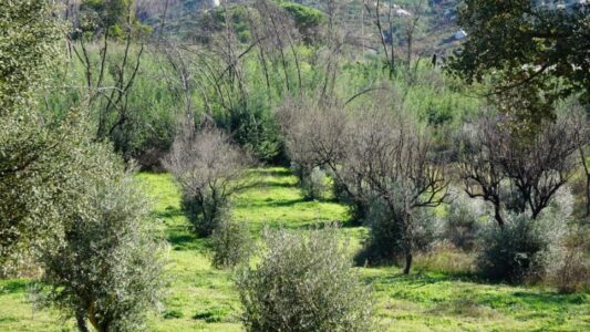 O renascer das oliveiras O renascer das oliveiras